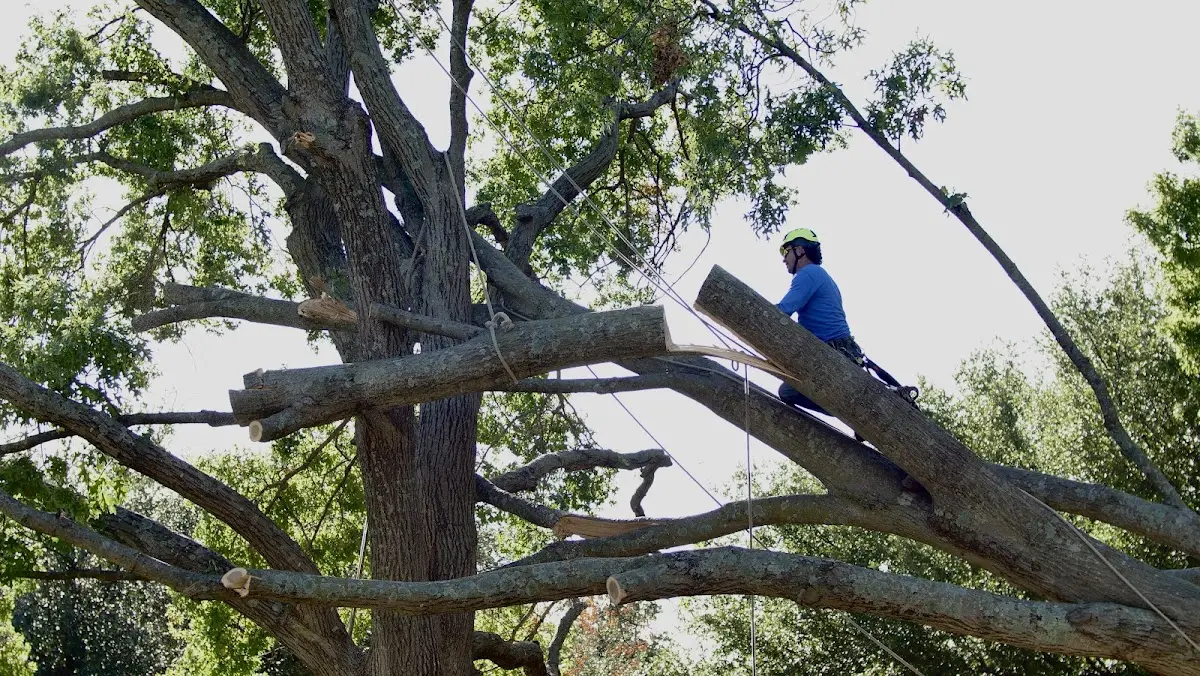 Professional Crown Thinning performed by certified arborists in Newton Junction