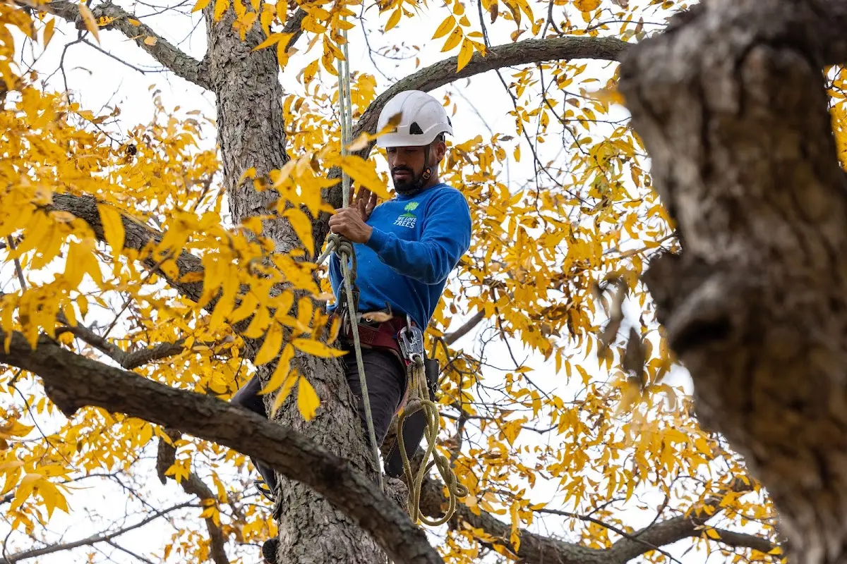 Skilled Tree Transplanting crew working in Newton Junction