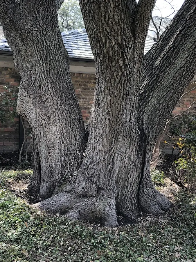 Mature heritage tree close to a Newton Junction property cared for by certified arborists